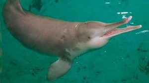Golfinho-lacustre-chinês - animais extintos pelo homem