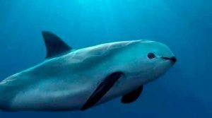 Vaquita - Phocoena sinus