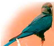 Cyanopsitta spixii - ararinha-azul