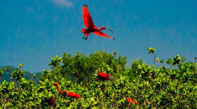 Dia Mundial de Proteção aos Manguezais