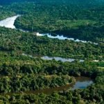 Proteger a floresta salva vidas