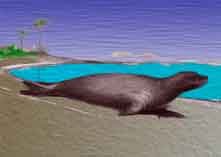 foca-monge-das-caraíbas