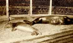 Neomonachus tropicalis