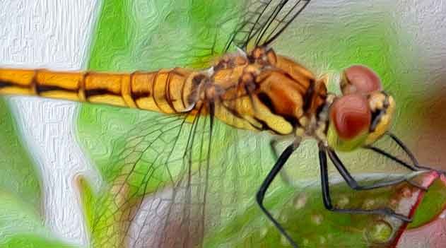 nova espécie de libélula