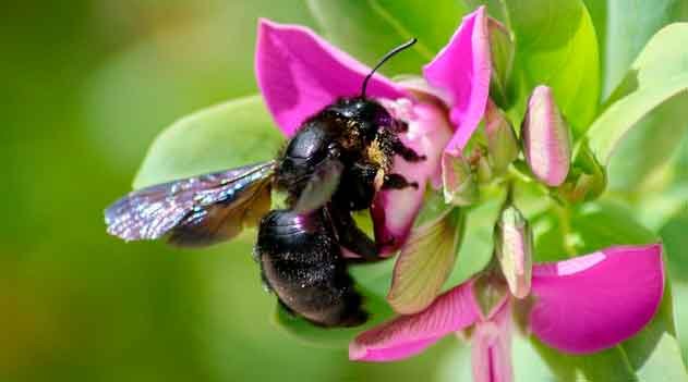 Abelhas sem ferrão e os microrganismos