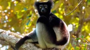 indri (Indri indri) 