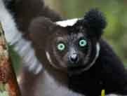O indri (Indri indri) é o maior lêmure que se pode encontrar em Madagascar
