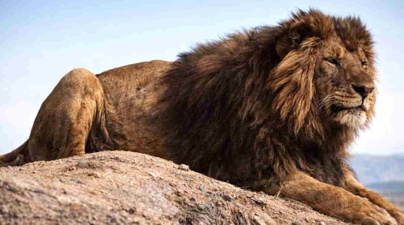 Leão-do-Atlas ou Leão da Barbária (Panthera leo leo)