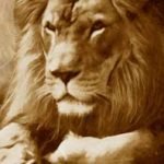 Leão-do-atlas - leão-da-barbária