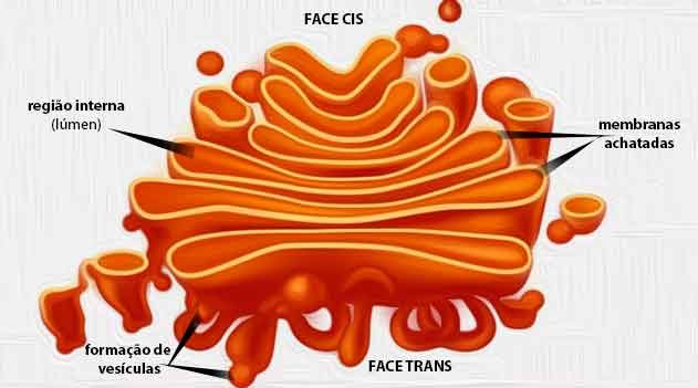 aparelho de Golgi biologia celular, aparelho de Golgi