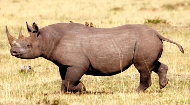 Rinoceronte-negro-ocidental - Diceros bicornis longipes