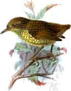 Xenicus lyalli - Traversia lyalli