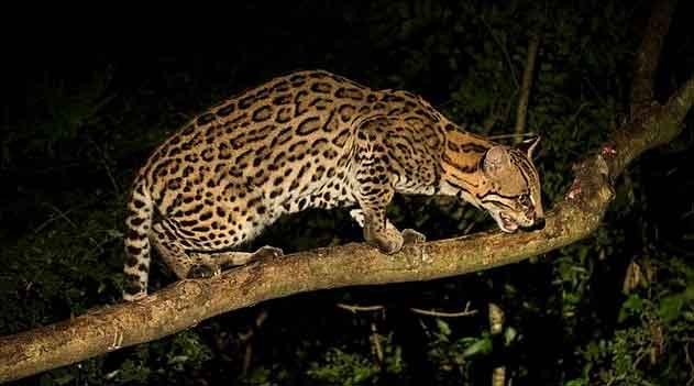 Uma jaguatirica e seu filhote no Parque das Neblinas