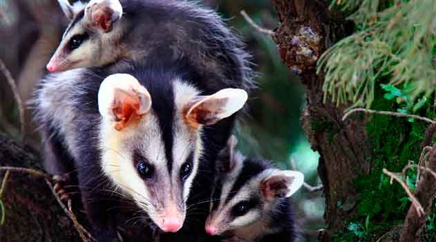 Gambás do Brasil: importância ecológica e desafios para a conservação