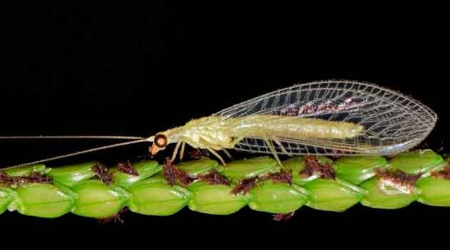 Ordem Neuroptera: diversidade desconhecida