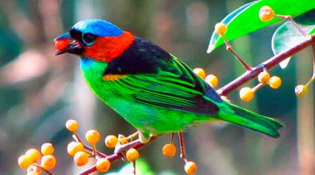 Saíra-militar - Tangara cyanocephala -