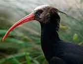 íbis-eremita jovem (Geronticus eremita)