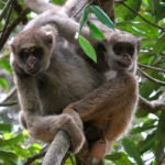 muriqui, macaco