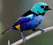 pintor-verdadeiro e saíra-sete-cores-do-nordeste. - Tangara fastuosa