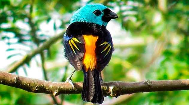 Saíra-pintor, o preço da beleza