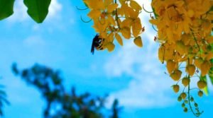 Chuva-de-ouro, uma estratégia sofisticada para atrair abelhas