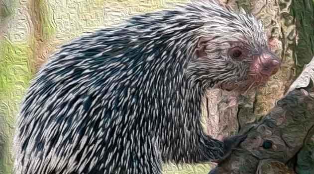 Nova espécie de ouriço