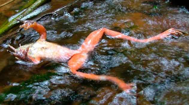 O fungo assassino de anfíbios