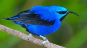 Saí-de-perna-amarela (Cyanerpes caeruleus)