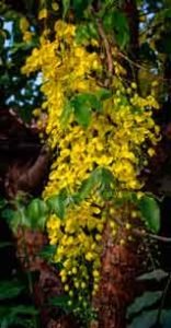 cacho de flores da cassia