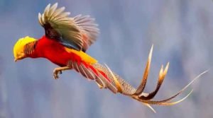 Faisão-dourado, uma das mais belas aves - cateleuma