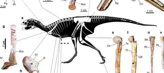 Berthasaura leopoldinae