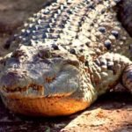 Crocodilo-filipino um réptil à beira da extinção