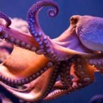 O fantástico polvo: inteligência e adaptação - documentário - Biólogo