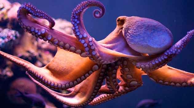 O fantástico polvo: inteligência e adaptação - documentário - Biólogo