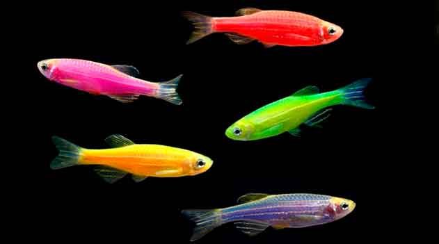 Peixe transgênico invade águas da Mata atlântica