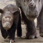 Uma esperança para o rinoceronte-de-sumatra