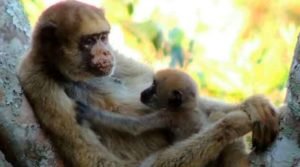 Muriqui, o maior primata das Américas está criticamente ameaçado