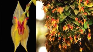 3 espécies novas de orquídea