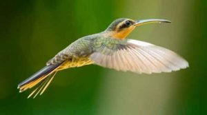 Conservação dos beija-flores do Brasil