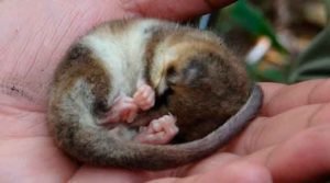 Dromiciops, um marsupial resiliente