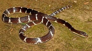 nova-especie-de-cobra