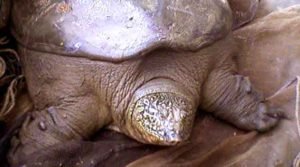 As últimas tartarugas gigantes do Yangtze