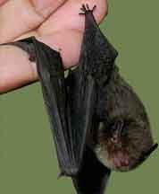 Ecologia Humana: Interações entre Sociedade e Meio Ambiente