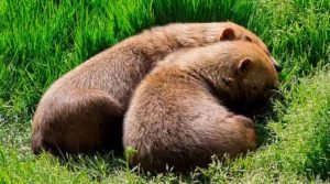 cachorros-vinagre dormindo juntos cachorros-vinagre