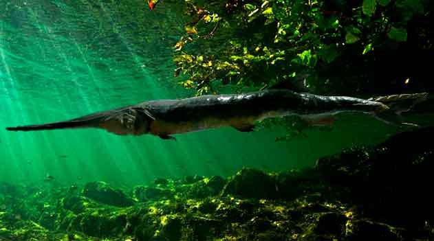 Peixe-espada-do-rio-amarelo-extinto-Psephurus-gladius