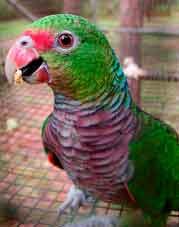 papagaio-de-peito-roxo (Amazona vinacea),