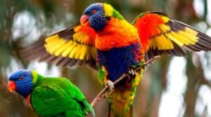 Lóris-arco-íris-molucano