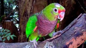 papagaio-de-peito-roxo (Amazona vinacea)