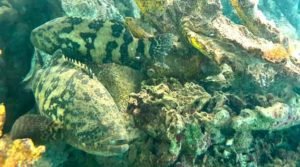 Reprodução de meros em cativeiro