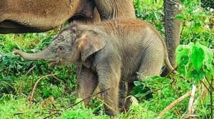 bebê elefante-de-sumatra
